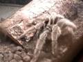 Chilean Rose-Haired Tarantula