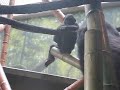 Monkey Catches His Pee And Washes His Face With It!! Monkey Catches His Pee And Washes His Face With It!!