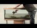 Setting up a large tropical freshwater aquarium