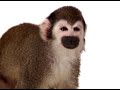 Telus number portability ad