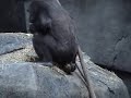 The Brookfield Zoo Gorilla Experience