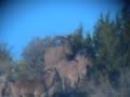 Barbary Sheep/ Aoudad