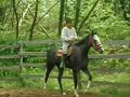 Retraining ex race horse PACIFIG GRAY Retraining ex race horse PACIFIG GRAY