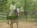 Retraining ex race horse PACIFIG GRAY