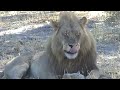 Lions, Elephants, Hippos, Giraffe: Our African Safari