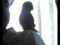 Dancing Bird / Jenday Conure Dancing Bird / Jenday Conure