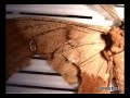 giant moth giant moth