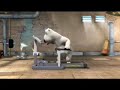 Running bear