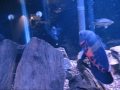 Krill Time
