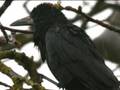 videos de Black Rook in Rainy Weather