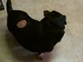 Salami Dog Salami Dog
