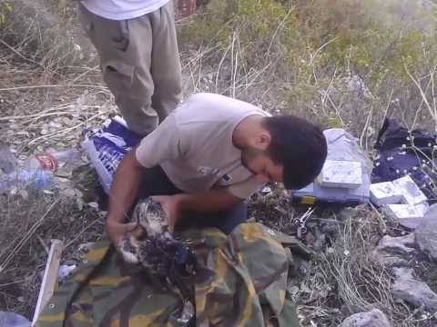 Поставяне на сателитни предаватели на египетски лешояди в Македония 2013