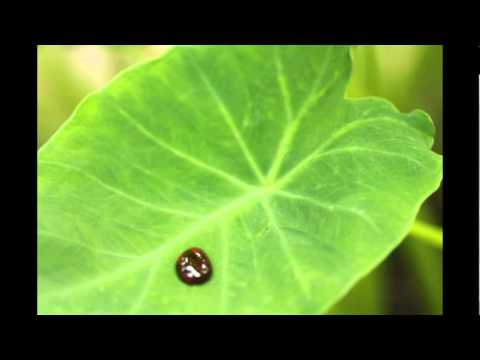 how to care for colocasia esculenta