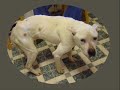 dedicated to the real pit bull, stop bsl, save a pit bull, and educate those misfortunate enough to still think pit bulls are evil vicious dogs.  stop bsl, open your minds and hearts for these poor dogs.