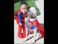 save a pit bull