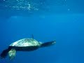 swimming with sea turtles - ko\