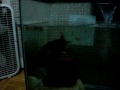 All My Pets- Turtles, Guinea Pig, and Cats/Kittens