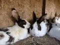 Rabbits galore Rabbits galore