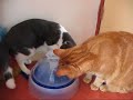 Catit Katten Drinkfontein