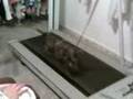 Carin Puppy - Toby on Treadmill