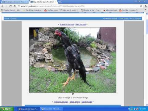 Asil (chicken) - PLEASE READ.. People who like to breed chickens, these birds in the video are what you call proper breeds. so if you like to breed good, top quality breeds y...