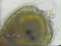 Tunicate out of body experience
