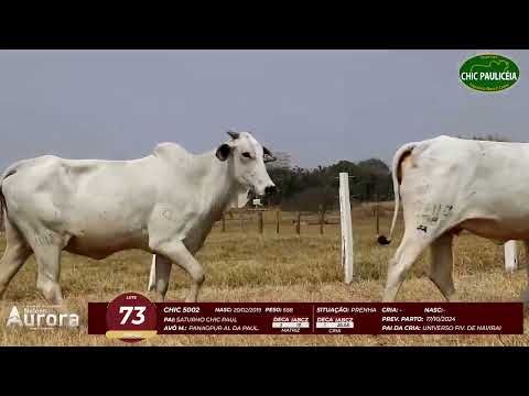 4� De Olho na Fazenda - NELORE AURORA participa��o Chico Paulic�ia