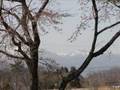 那須街道~桜道
