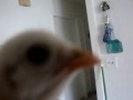 Amazing Singing Chicken (Funniest Animal Video Ever) Rammstein Du Hast