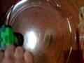 beyblade battle 6(shentaro Reqeust)