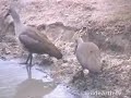 HADEDA IBIS MATING PAIR