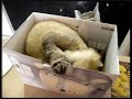 Cat needs Box Hab - Janelle and the Box