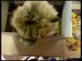 Cat needs Box Hab - Janelle and the Box