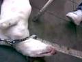 videos de Cuto Pointer Ingles