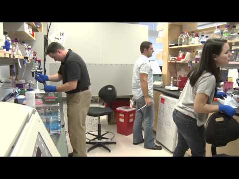 how to rebuild t cells
