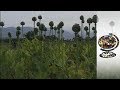 The Taliban's Dirty Poppies - Afghanistan