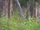 Archery Elk hunt 2008