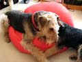 Airedales playing bitey face - Annie & Oscar