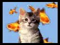 crazy cat crazy cat