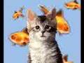 crazy-cat