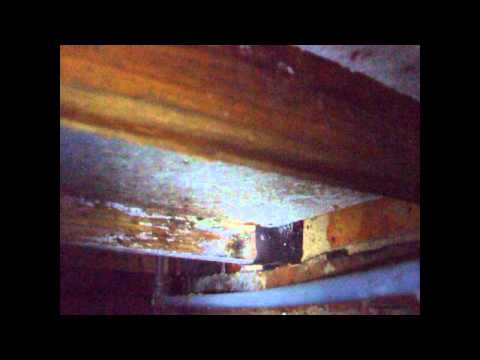 how to treat wood rot