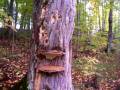 Nancy Today: Shelves on the tree