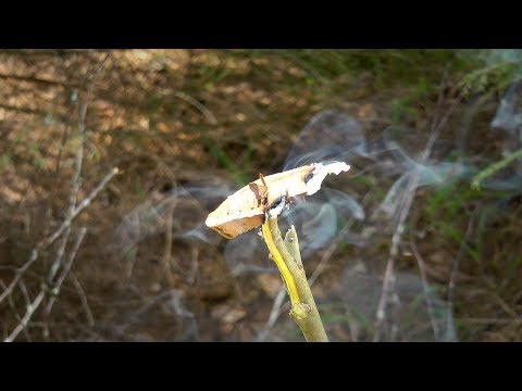 Егерский способ защиты от комаров  | Когда забыл пшикалку