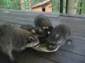 Baby Raccoons in Murrysville, PA