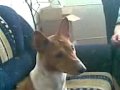 Basenji