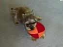 Clarabelle and her ball
