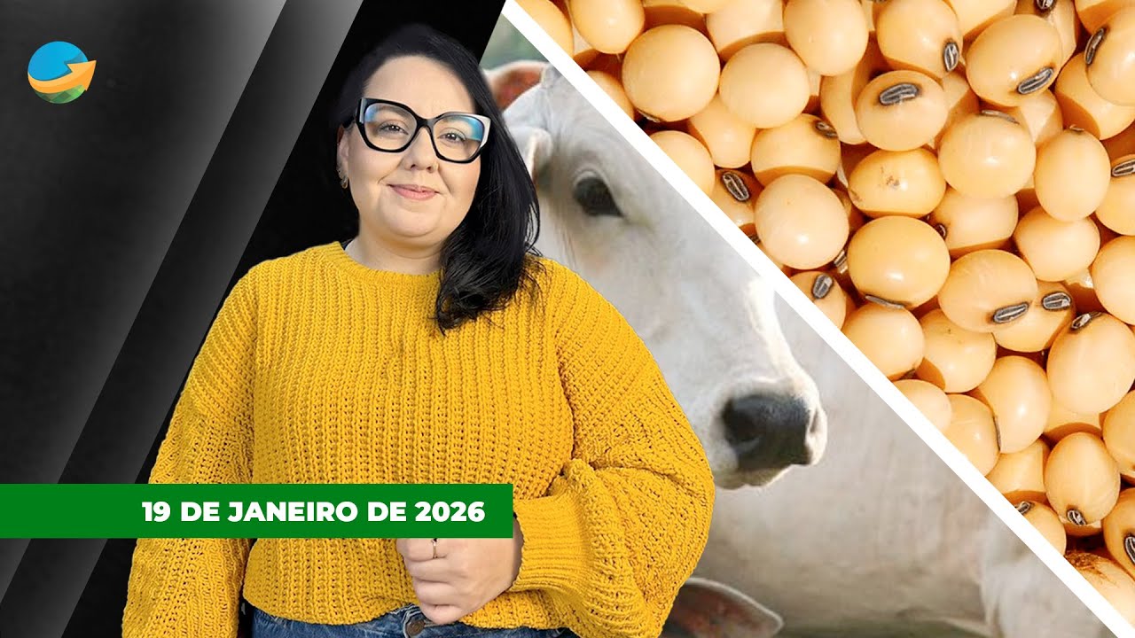 Boi tem 2ª feira de altas na B3, enquanto futuros do milho cedem; sem Chicago soja tem início de...