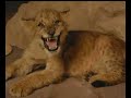 Lion Gets New Home