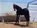 Nisar Stad _ Amer Nisar Khan.horse stable in gujranwala.