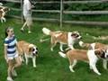 St. Bernard Reunion Continues